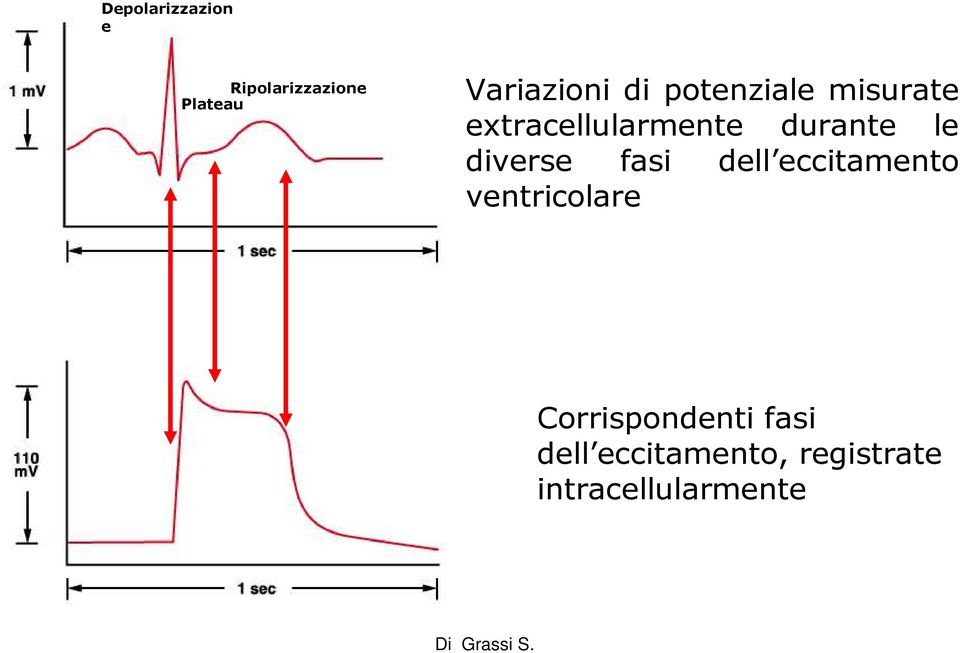 fasi dell eccitamento ventricolare Corrispondenti fasi