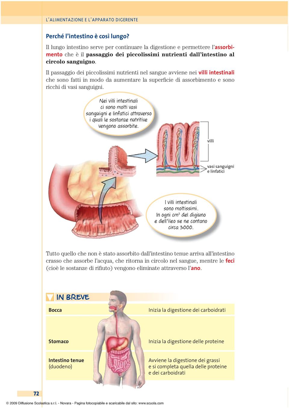 Nei villi intestinali ci sono molti vasi sanguigni e linfatici attraverso i quali le sostanze nutritive vengono assorbite. villi vasi sanguigni e linfatici I villi intestinali sono moltissimi.