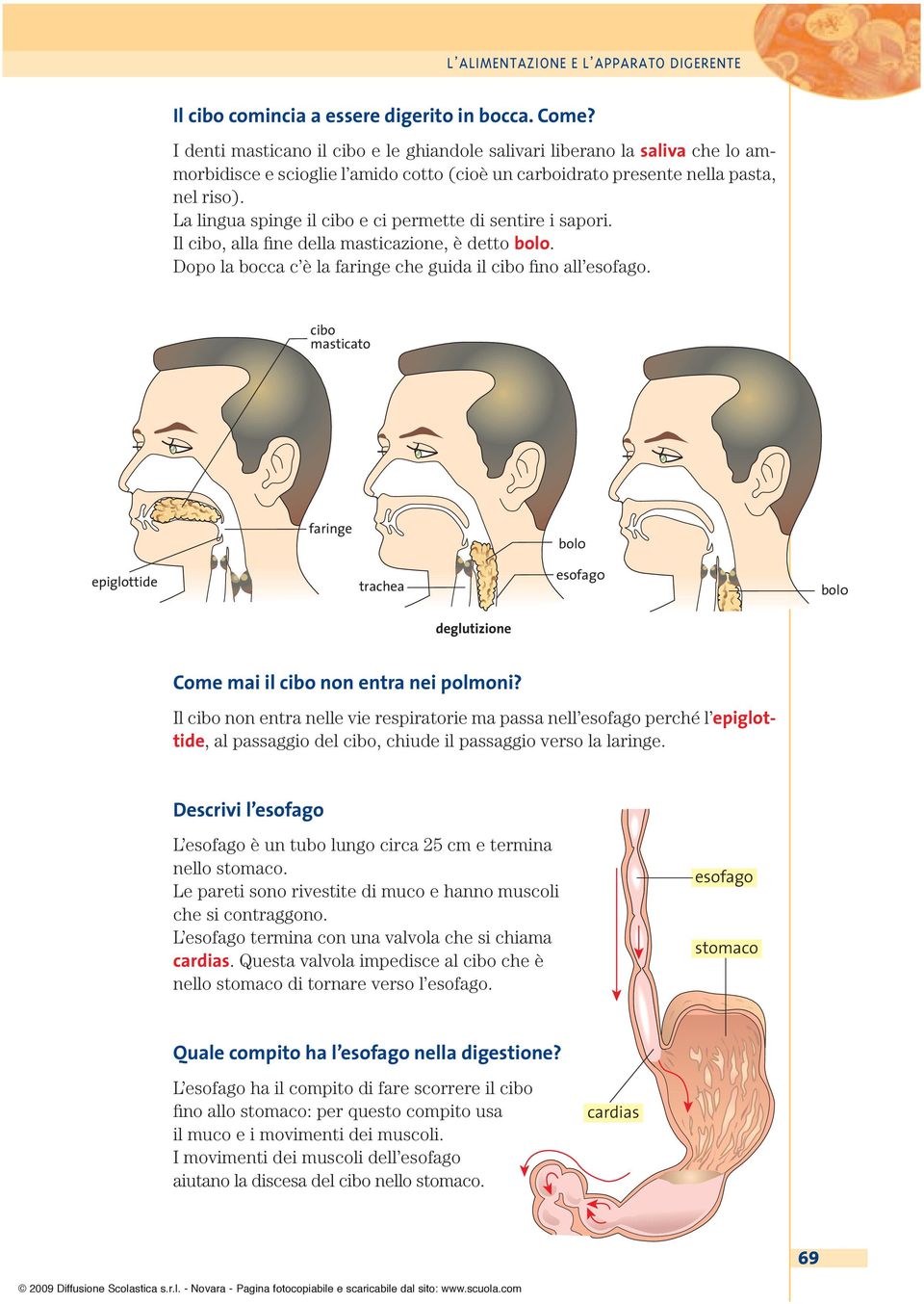 La lingua spinge il cibo e ci permette di sentire i sapori. Il cibo, alla fine della masticazione, è detto bolo. Dopo la bocca c è la faringe che guida il cibo fino all esofago.