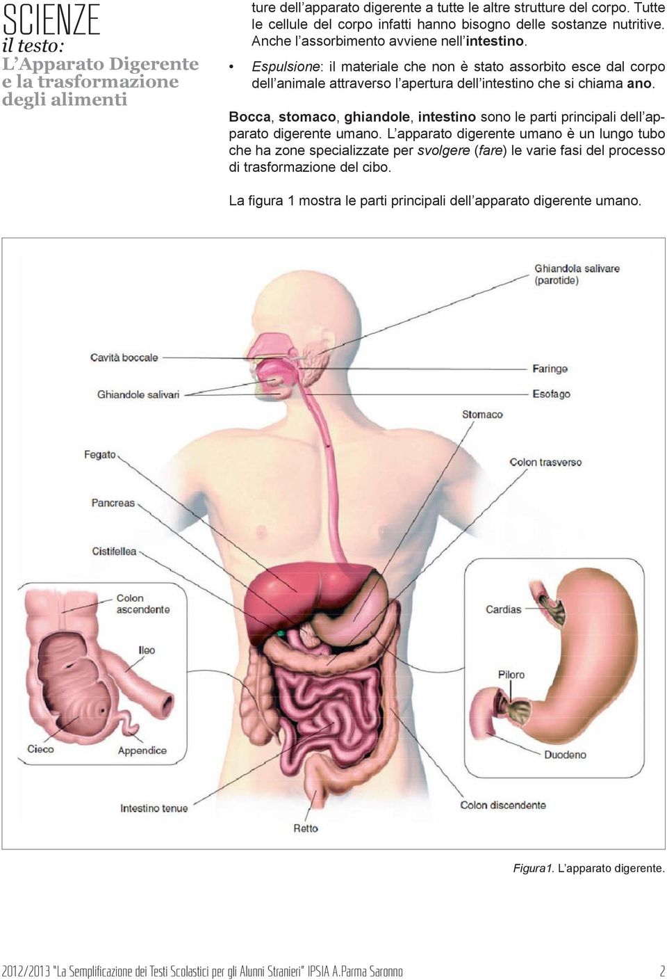 Bocca, stomaco, ghiandole, intestino sono le parti principali dell apparato digerente umano.