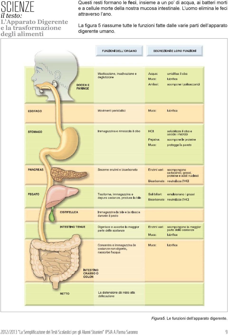 La figura 5 riassume tutte le funzioni fatte dalle varie parti dell apparato digerente umano. igura5.