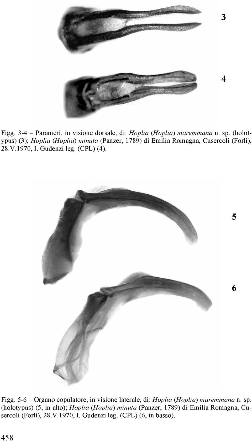 Gudenzi leg. (CPL) (4). 5 6 Figg. 5-6 Organo copulatore, in visione laterale, di: Hoplia (Hoplia) maremmana n. sp.