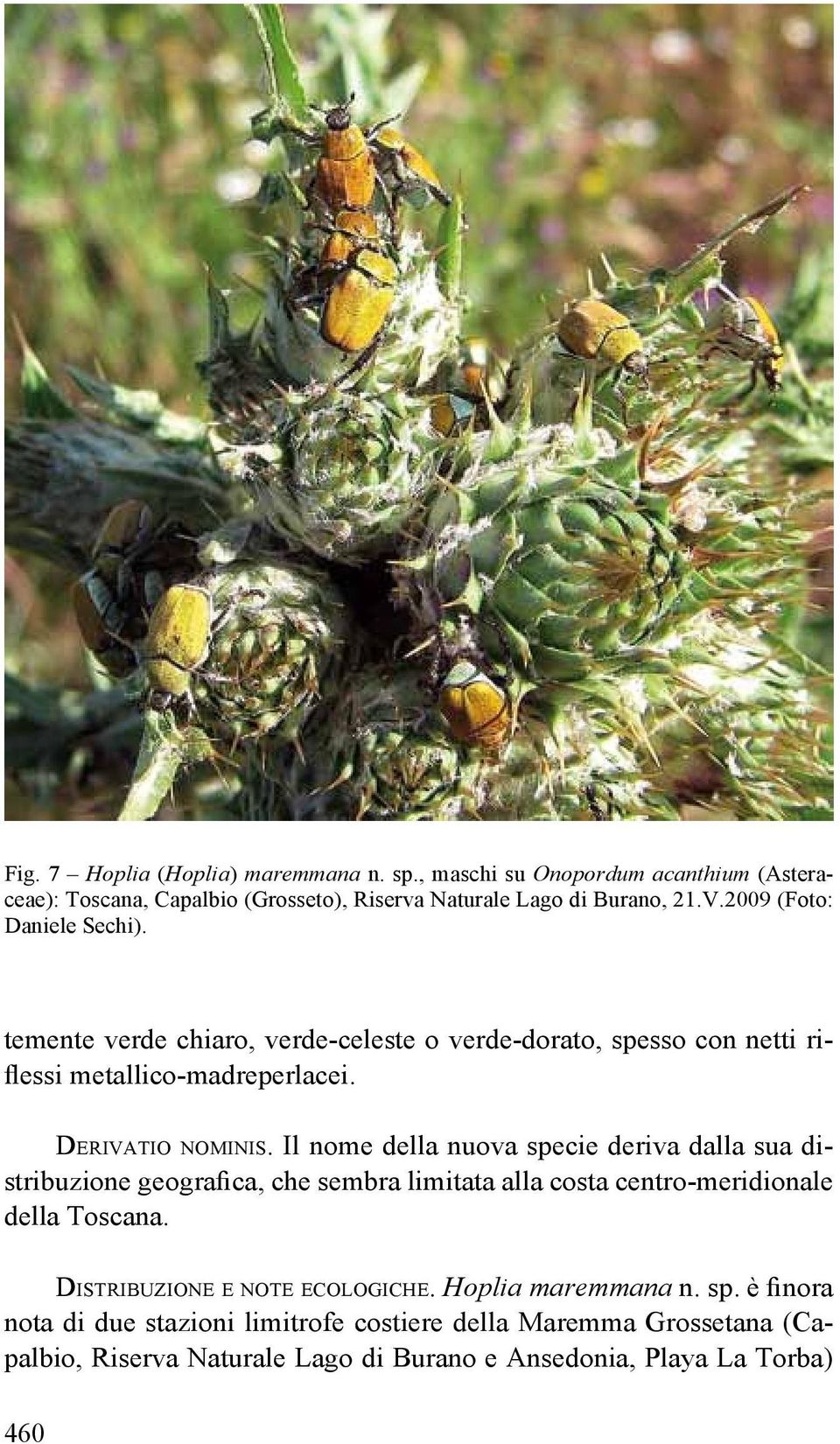 Il nome della nuova specie deriva dalla sua distribuzione geografica, che sembra limitata alla costa centro-meridionale della Toscana.