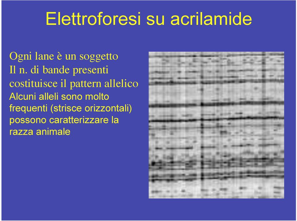 di bande presenti costituisce il pattern allelico