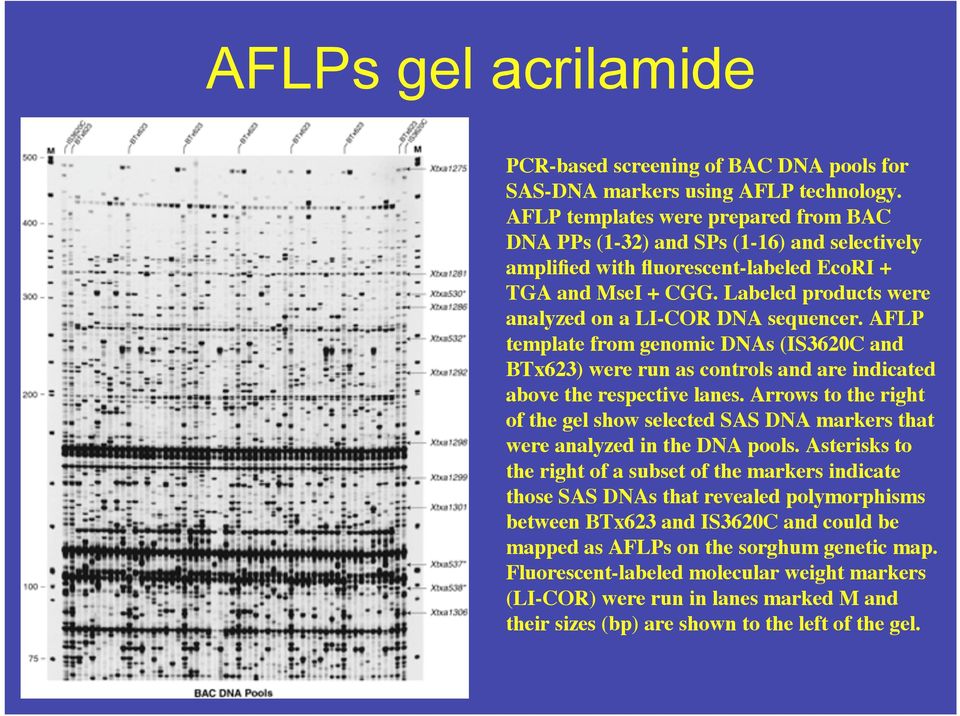 Labeled products were analyzed on a LI-COR DNA sequencer. AFLP template from genomic DNAs (IS3620C and BTx623) were run as controls and are indicated above the respective lanes.