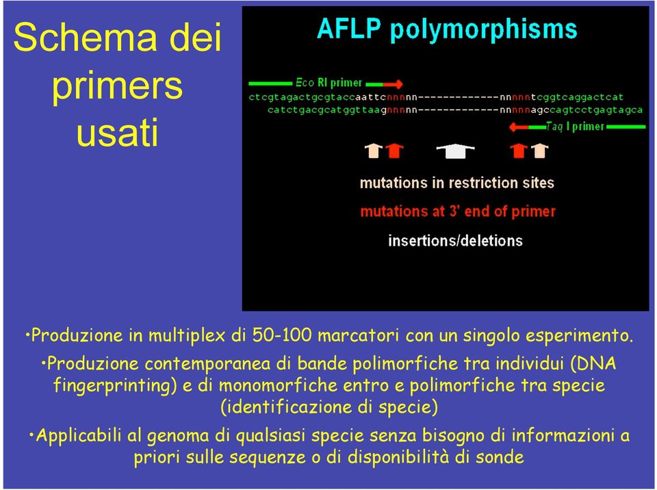 Produzione contemporanea di bande polimorfiche tra individui (DNA fingerprinting) e di