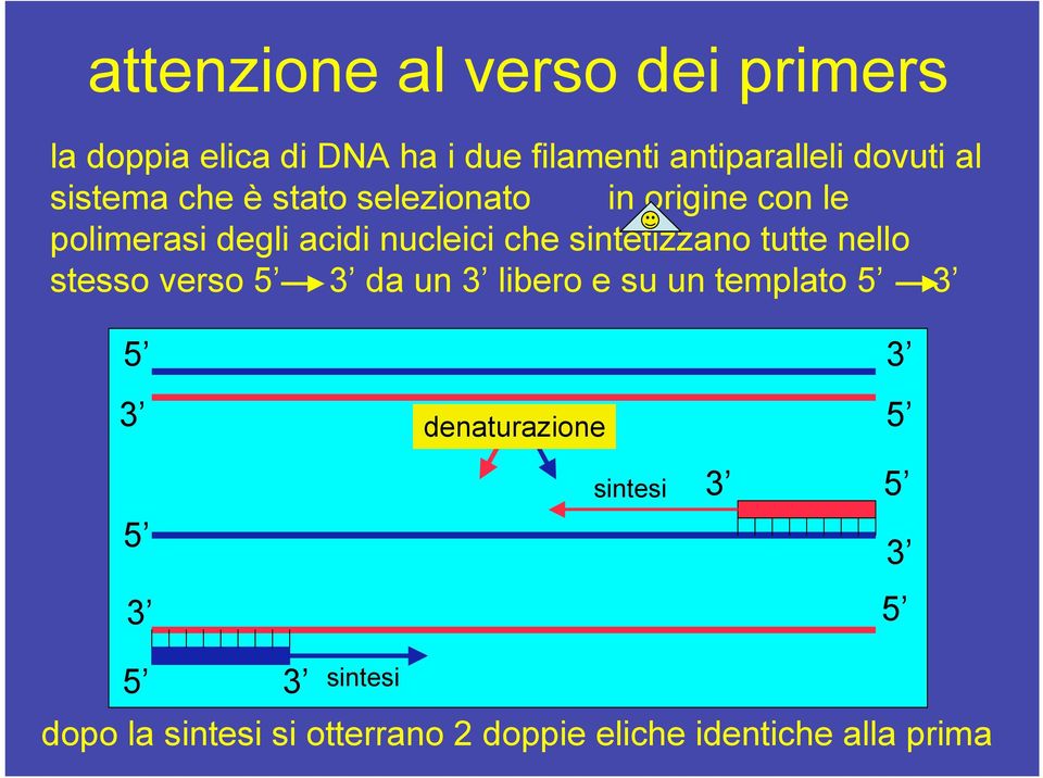 degli acidi nucleici che sintetizzano tutte nello stesso verso da un libero e su un