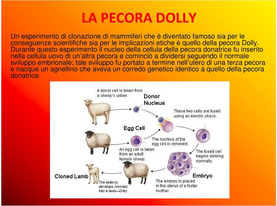 Durante questo esperimento il nucleo della cellula della pecora donatrice fu inserito nella cellula uovo di un altra pecora e