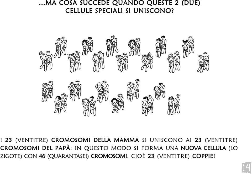 CROMOSOMI DEL PAPÀ: IN QUESTO MODO SI FORMA UNA NUOVA CELLULA (LO