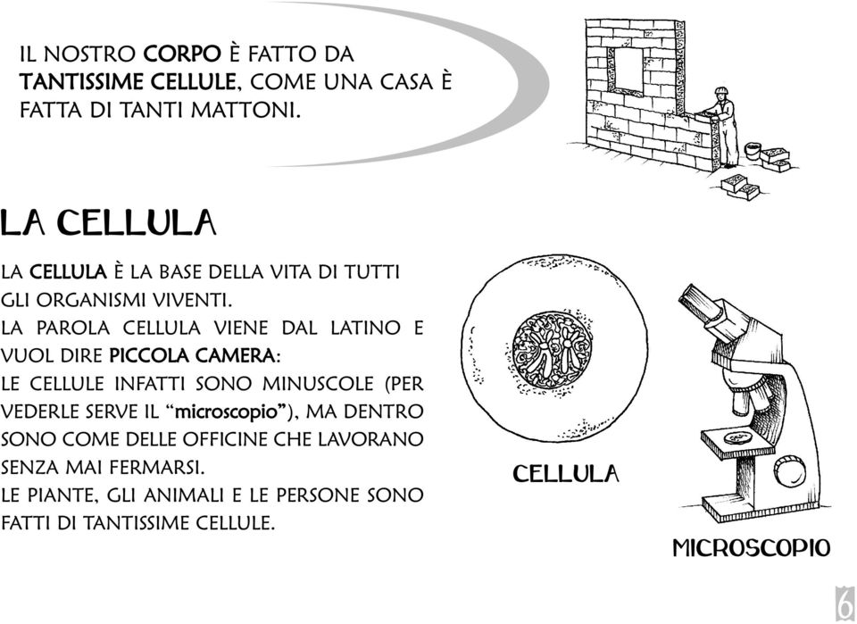 LA PAROLA CELLULA VIENE DAL LATINO E VUOL DIRE PICCOLA CAMERA: LE CELLULE INFATTI SONO MINUSCOLE (PER VEDERLE