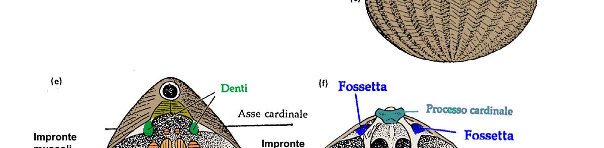 Bra. 01 i Morfologia del BRACHIOPODE tipo Magellania flavescens i(terebratulide) I