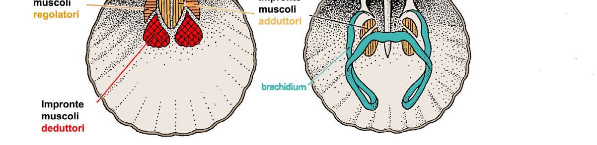 racchiuse da una conchiglia bivalve di dimensione variabile, solitamente da 5 mm a