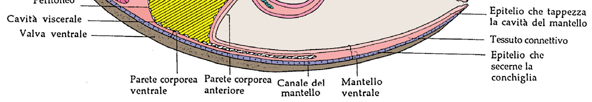 longitudinale mediana (organi non rappresentati)