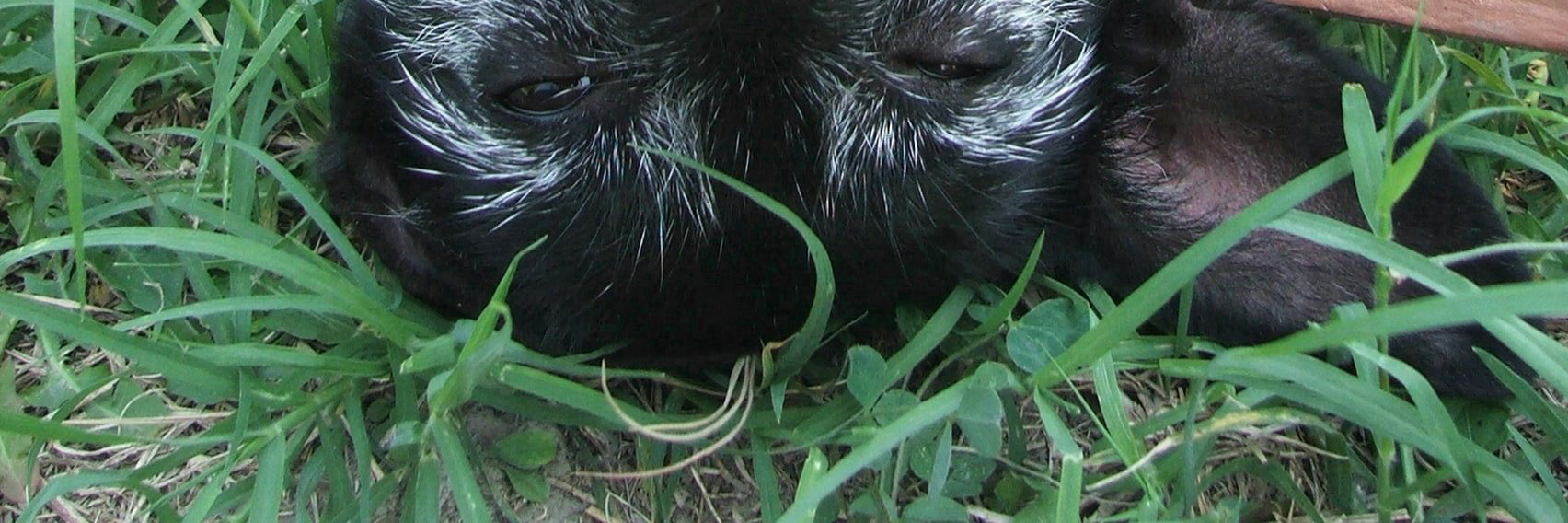 Isotta, uno dei cani