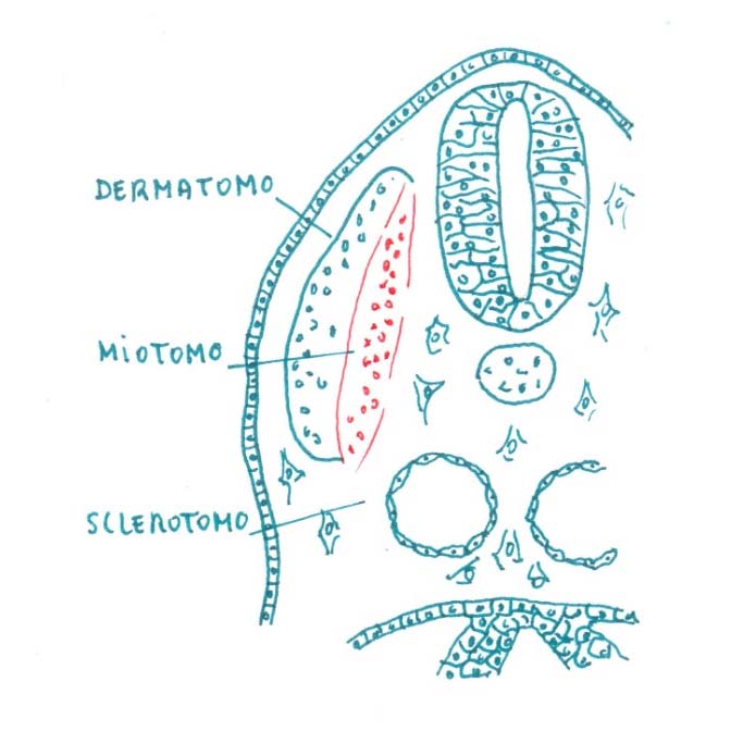 2.4 Differenziazione mesodermica Durante la terza e la quarta settimana il mesoderma si differenzia e si organizza in mesoderma parassiale, intermedio e laterale.