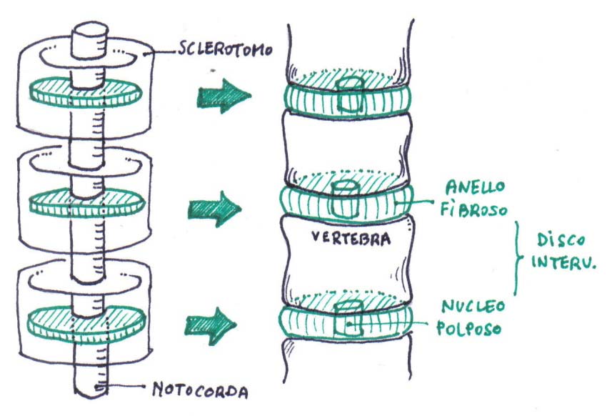 Il nucleo polposo del disco intervertebrale è l unica struttura di derivazione notocordale (origine ECTO DERMICA).