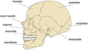 Scheletro della testa Comprende il cranio, che