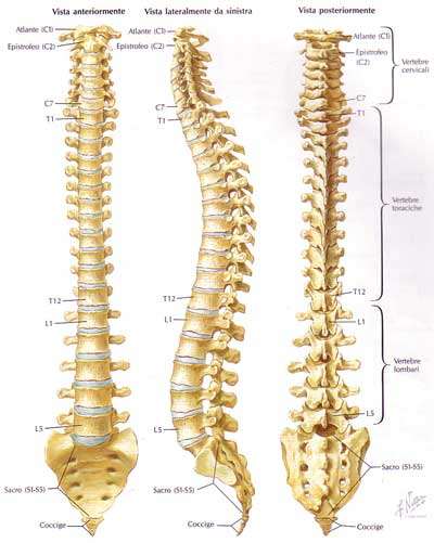 Colonna vertebrale Asse portante dello scheletro, formata da 33-34 ossa corte,
