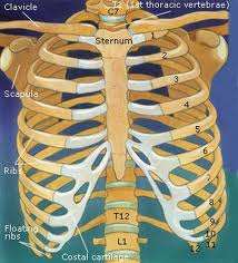 Gabbia toracica La gabbia toracica, con funzione di protezione del cuore e dei polmoni, è formata da 12 paia di costole,