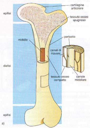 Nelle ossa possiamo osservare due tipi di tessuto: Un tessuto osseo spugnoso