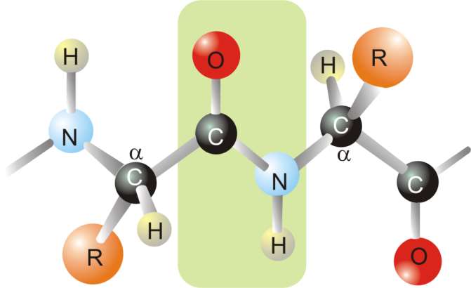 Piano ammidico ψ φ nel legame peptidico gli atomi di O, C, N e H sono rigidamente sullo stesso