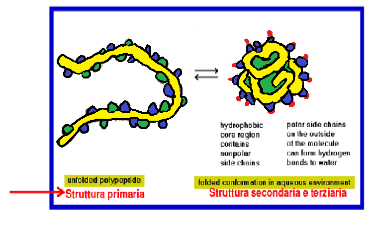 Struttura terziaria delle proteine Residui Polari Residui Apolari Gli amminoacidi apolari tendono a sfuggire il contatto con l acqua e guidano interi segmenti della proteina ad