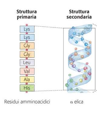 Struttura secondaria delle proteine Tipica disposizione spaziale dei residui amminoacidici che sono adiacenti nella struttura primaria.