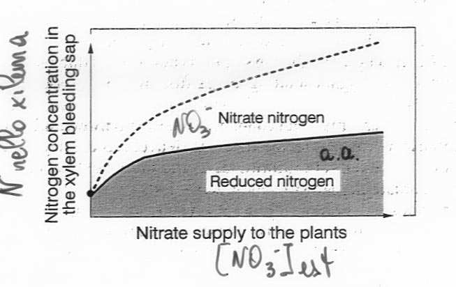 La riduzione del nitrato è sia nelle foglie che nelle radici Dipende da: specie vegetale, età della pianta, concentrazione di NO 3- esterno In generale: Quando il rifornimento esterno di nitrato è