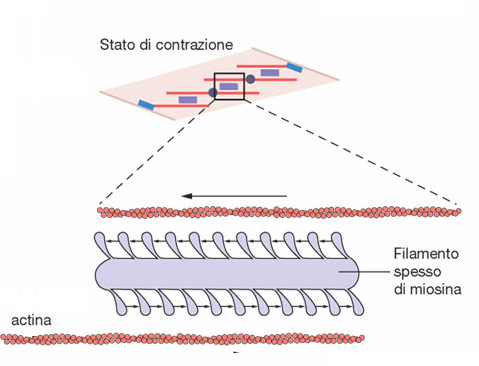 La linea continua di teste di miosina consente ai filamenti di actina di scorrere lungo la miosina senza interruzione, mantenendo una tensione