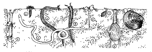 I macroinvertebrati bentonici rappresentano degli ottimi indicatori ambientali:.