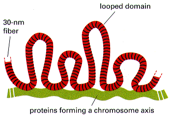 i cromosomi metafasici hanno uno