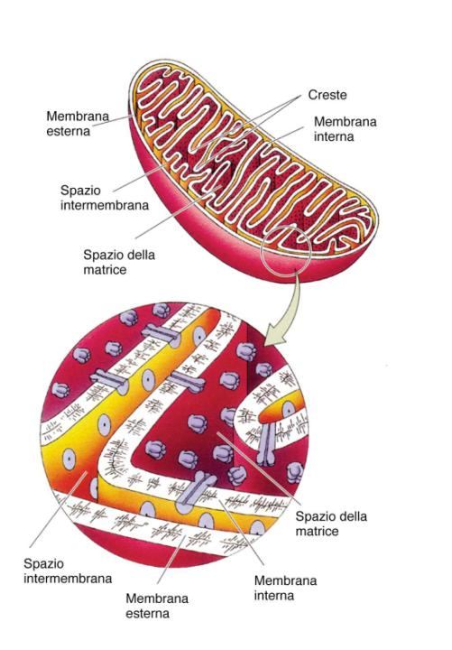 Il mitocondrio : la