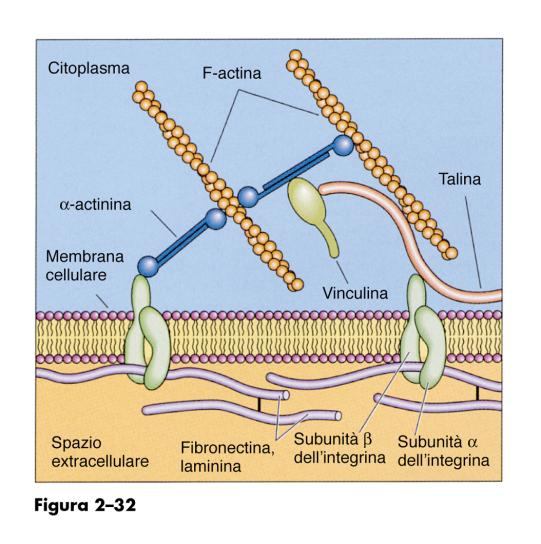 I microfilamenti di actina Fibrille contrattili (actina associata alla miosina) Reti gelificate