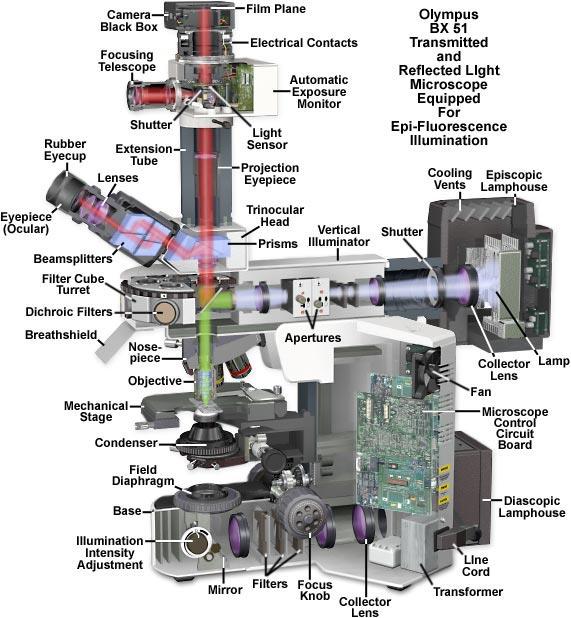 schema di funzionamento di un microscopio ottico
