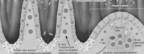 Enterobacteriaceae E.