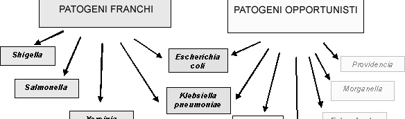 ANTIGENICITÀ E PATOGENICITÀ CAPSULA Nel genere Klebsiella l antigene K, di natura polisaccaridica, circonda il germe e rappresenta la base per la suddivisione in sierotipi.