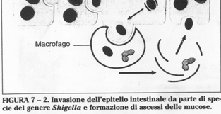 SHIGELLA Shigella Produce una tossina, subunità A e cinque B. Le subunità B si legano ad un glicolipide favorendo l ingresso di A. Questa taglia rrna 28S della sub rib. 60S.