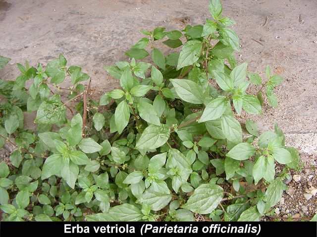 CICORIA SELVATICA (Cichorium intybus) Appartiene alla famiglia delle Compositae o Asteraceae. È una pianta molto comune: si trova facilmente nei prati e nei campi da giugno a ottobre.