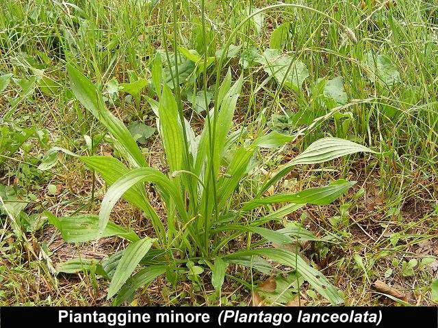 PIANTAGGINE MAGGIORE E MINORE (Plantago major e Plantago lanceolata) Appartengono alla famiglia delle Plantaginaceae.