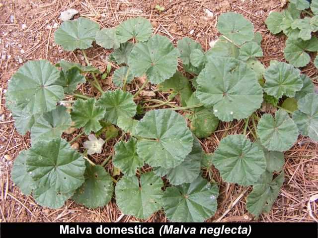 MALVA SELVATICA E DOMESTICA (Malva sylvestris e Malva neglecta) Appartengono alla famiglia delle Malvaceae. Si trovano nei prati, nei campi e negli incolti da aprile a settembre.