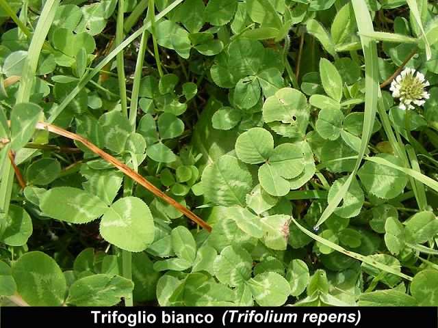 TRIFOGLIO ROSSO (Trifolium pratense) Appartiene alla famiglia delle Leguminosae. È comune nel prati e nei campi da marzo in poi. È molto gradito come alimento ed ha un ottimo rapporto calcio/fosforo.