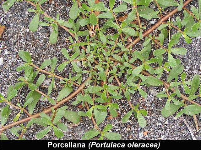 FALSA ORTICA (Lamium purpureum) Appartiene alla famiglia delle Labiatae. Si trova facilmente e viene spesso confusa con l ortica, ma questa ha il vantaggio che non punge.