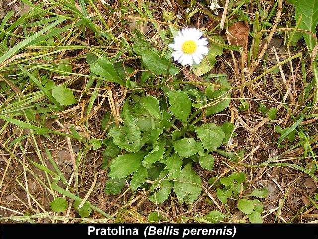 GALINSOGA (Galinsoga parviflora) Appartiene alla famiglia delle Compositae o Asteraceae. Si trova nei prati, nei campi e negli incolti a partire dal mese di giugno.