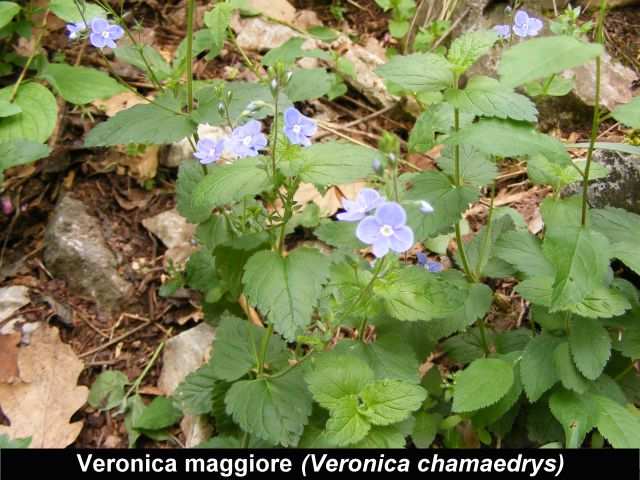 VERONICA, OCCHI DELLA MADONNA (Veronica persica e Veronica chamaedrys) Appartengono alla famiglia delle Scrophulariaceae.