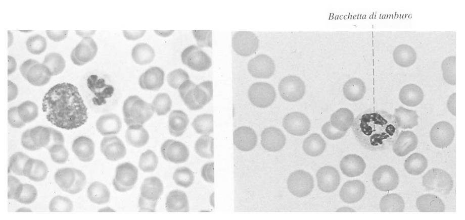 Gli elementi figurati del sangue: i granulociti