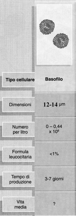 basofilo