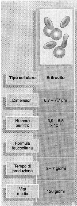 Eritrociti (o globuli rossi o emazie) sono: 5 milioni/mm3 4,5 milioni/mm 3 Curiosità: i globuli rossi sono circa 25 x 10 12