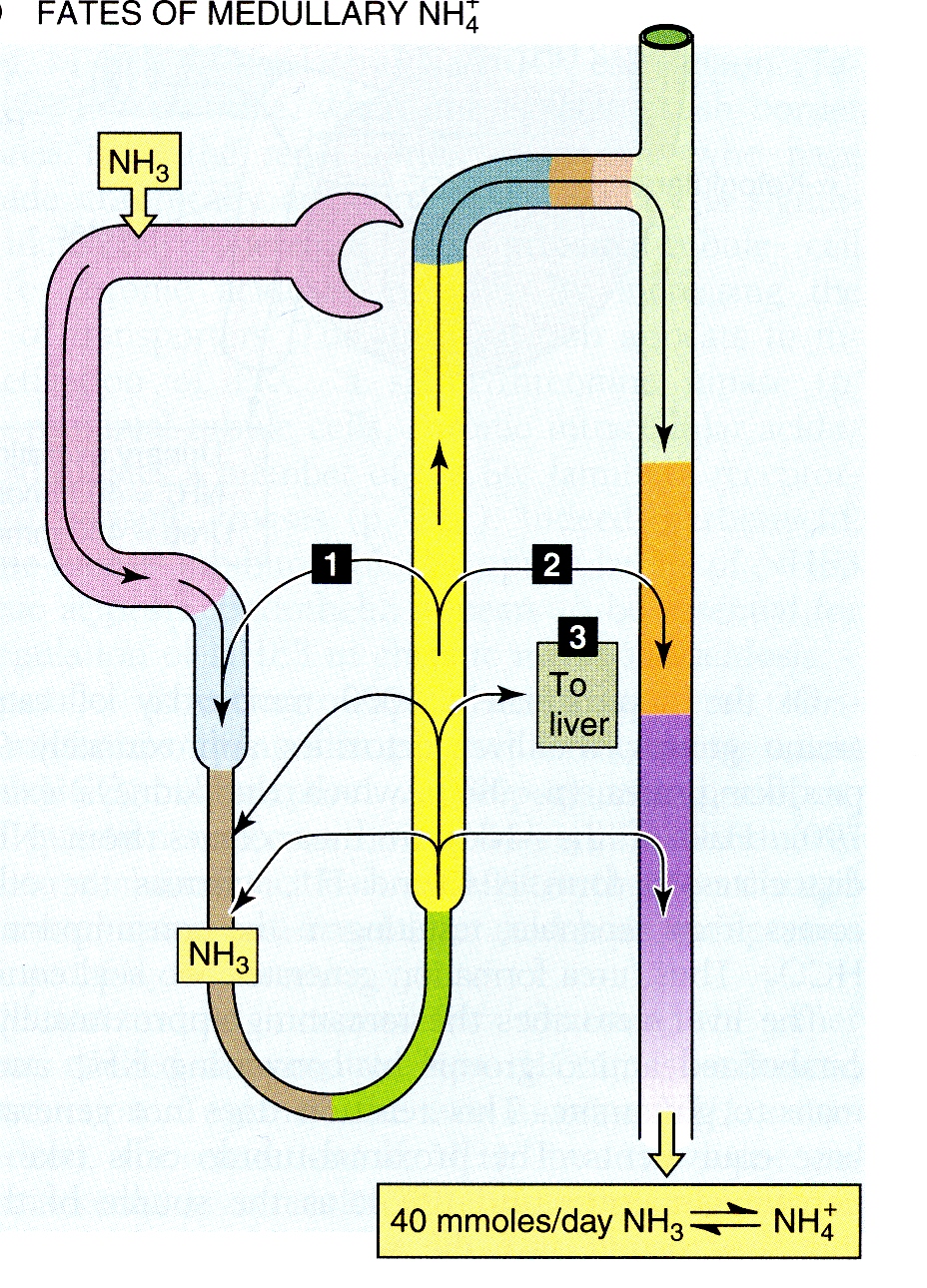Ricircolo di NH + 4 nell ansa di Henle NH 4 + riassorbito da ansa è convertito a H + e NH 3 nell interstizio 1) NH 3 diffonde nel