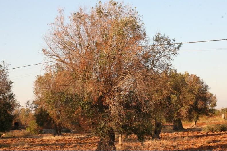 Figura 3: Repentino disseccamento di rami e drupe in accrescimento in seguito al proliferare del batterio nei vasi (Foto SFR Regione Puglia) Figura