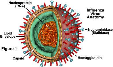 INFLUENZA Malattia infettiva respiratoria acuta, stagionale, sostenuta da un gruppo di virus a RNA appartenenti alla famiglia degli Orthomyxovirus (virus influenzali A,B, C) 80-120 nm di diametro,